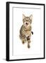 Bengal Cat-soupstock-Framed Photographic Print