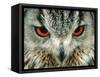 Bengal Eagle-Owl in India-Martin Harvey-Framed Stretched Canvas