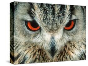 Bengal Eagle-Owl in India-Martin Harvey-Stretched Canvas
