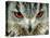 Bengal Eagle-Owl in India-Martin Harvey-Stretched Canvas