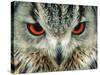 Bengal Eagle-Owl in India-Martin Harvey-Stretched Canvas