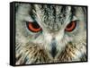 Bengal Eagle-Owl in India-Martin Harvey-Framed Stretched Canvas