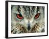 Bengal Eagle-Owl in India-Martin Harvey-Framed Photographic Print