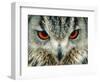 Bengal Eagle-Owl in India-Martin Harvey-Framed Photographic Print