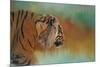 Bengal Energy-Jai Johnson-Mounted Giclee Print