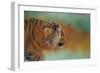 Bengal Energy-Jai Johnson-Framed Giclee Print