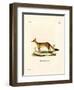 Bengal Fox-null-Framed Giclee Print