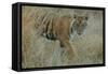 Bengal Indian Tiger 6 Month Old Male Cub, in Grass-null-Framed Stretched Canvas