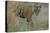 Bengal Indian Tiger 6 Month Old Male Cub, in Grass-null-Stretched Canvas