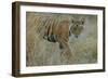 Bengal Indian Tiger 6 Month Old Male Cub, in Grass-null-Framed Photographic Print