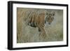 Bengal Indian Tiger 6 Month Old Male Cub, in Grass-null-Framed Photographic Print