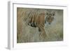 Bengal Indian Tiger 6 Month Old Male Cub, in Grass-null-Framed Photographic Print