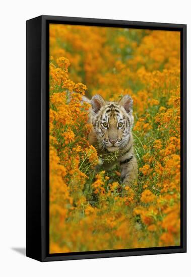Bengal Indian Tiger Cub Amongst Mustard Flowers-null-Framed Stretched Canvas