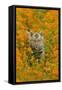 Bengal Indian Tiger Cub Amongst Mustard Flowers-null-Framed Stretched Canvas