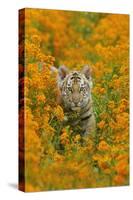 Bengal Indian Tiger Cub Amongst Mustard Flowers-null-Stretched Canvas