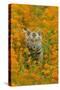 Bengal Indian Tiger Cub Amongst Mustard Flowers-null-Stretched Canvas