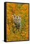 Bengal Indian Tiger Cub Amongst Mustard Flowers-null-Framed Stretched Canvas