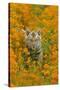 Bengal Indian Tiger Cub Amongst Mustard Flowers-null-Stretched Canvas