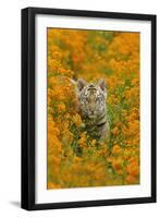 Bengal Indian Tiger Cub Amongst Mustard Flowers-null-Framed Photographic Print
