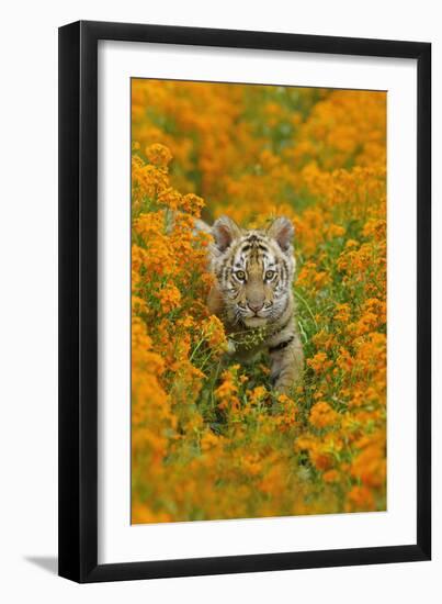 Bengal Indian Tiger Cub Amongst Mustard Flowers-null-Framed Photographic Print