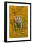 Bengal Indian Tiger Cub Amongst Mustard Flowers-null-Framed Photographic Print