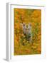 Bengal Indian Tiger Cub Amongst Mustard Flowers-null-Framed Photographic Print