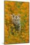 Bengal Indian Tiger Cub Amongst Mustard Flowers-null-Mounted Photographic Print
