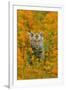 Bengal Indian Tiger Cub Amongst Mustard Flowers-null-Framed Photographic Print