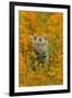 Bengal Indian Tiger Cub Amongst Mustard Flowers-null-Framed Photographic Print