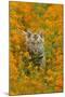 Bengal Indian Tiger Cub Amongst Mustard Flowers-null-Mounted Photographic Print