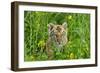 Bengal Indian Tiger Cub, Endangered Species-null-Framed Photographic Print