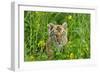 Bengal Indian Tiger Cub, Endangered Species-null-Framed Photographic Print