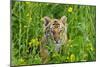 Bengal Indian Tiger Cub, Endangered Species-null-Mounted Photographic Print