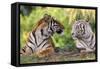 Bengal Indian Tiger Normal and White Looking at Each Other-null-Framed Stretched Canvas