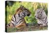 Bengal Indian Tiger Normal and White Looking at Each Other-null-Stretched Canvas