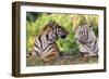 Bengal Indian Tiger Normal and White Looking at Each Other-null-Framed Photographic Print