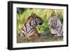 Bengal Indian Tiger Normal and White Looking at Each Other-null-Framed Photographic Print