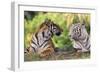 Bengal Indian Tiger Normal and White Looking at Each Other-null-Framed Photographic Print