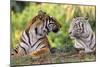 Bengal Indian Tiger Normal and White Looking at Each Other-null-Mounted Photographic Print