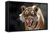 Bengal Indian Tiger Snarling-null-Framed Stretched Canvas