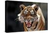 Bengal Indian Tiger Snarling-null-Stretched Canvas