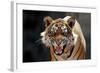 Bengal Indian Tiger Snarling-null-Framed Photographic Print