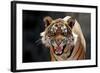 Bengal Indian Tiger Snarling-null-Framed Photographic Print