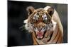 Bengal Indian Tiger Snarling-null-Mounted Photographic Print