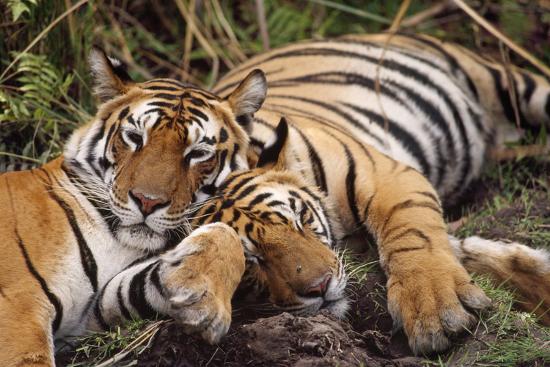Premium Photographic Print, , large