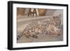 Bengal Kitten-Janet Pidoux-Framed Giclee Print