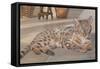 Bengal Kitten-Janet Pidoux-Framed Stretched Canvas