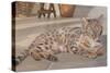 Bengal Kitten-Janet Pidoux-Stretched Canvas