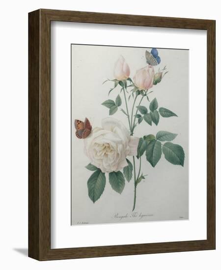 Bengal Rose-Pierre-Joseph Redoute-Framed Art Print