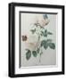 Bengal Rose-Pierre-Joseph Redoute-Framed Art Print